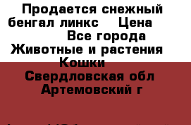 Продается снежный бенгал(линкс) › Цена ­ 25 000 - Все города Животные и растения » Кошки   . Свердловская обл.,Артемовский г.